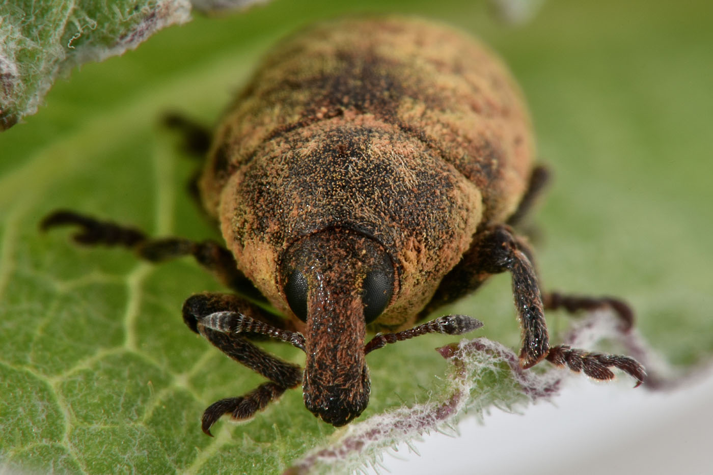 Curculionidae: Larinus (Larinomesius) obtusus